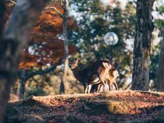 奈良鹿—树林中可