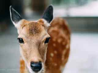 奈良鹿—可爱呆萌的小鹿桌面壁纸