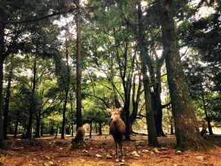 奈良鹿—林中可爱