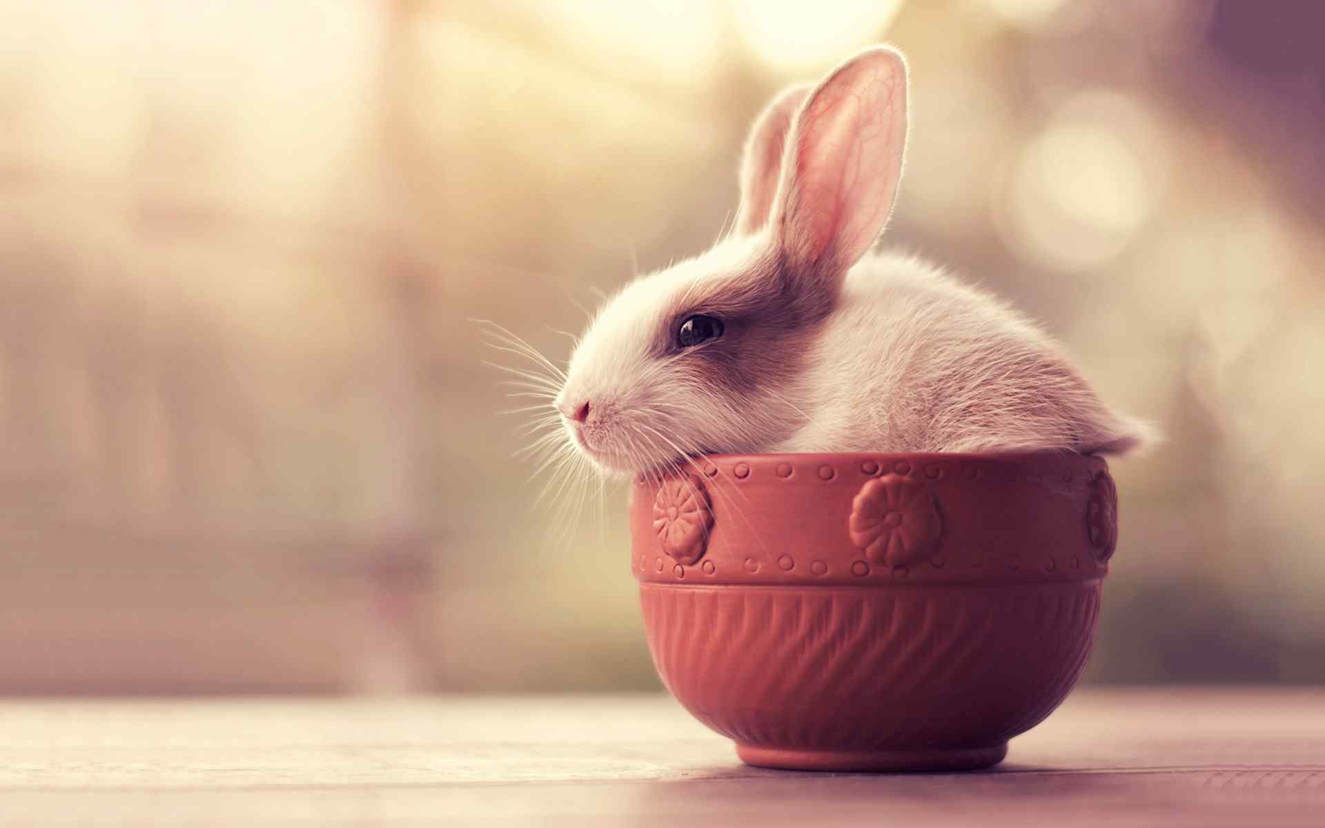 在碗里的可爱兔子桌面壁纸