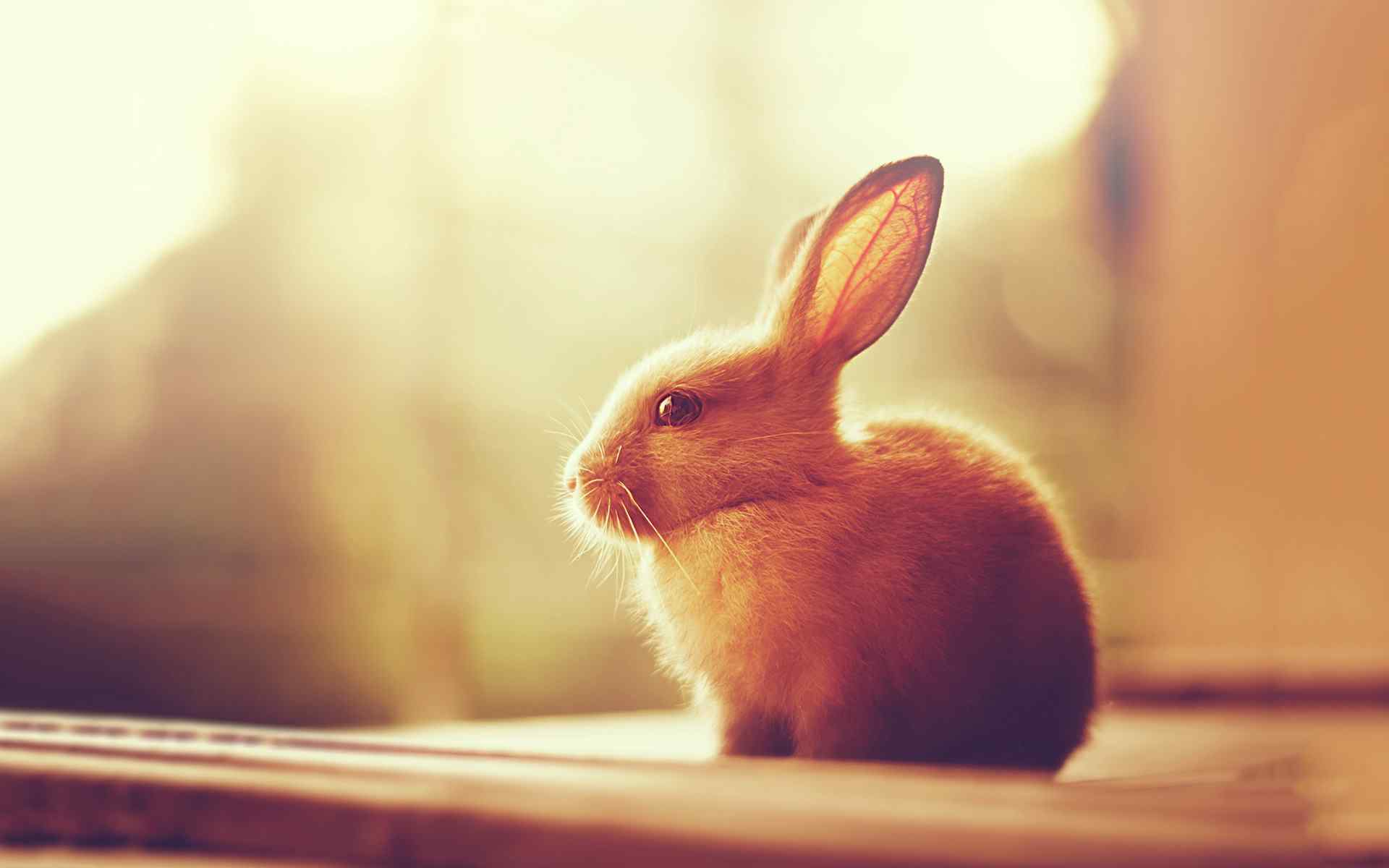 可爱小兔子温暖桌面壁纸