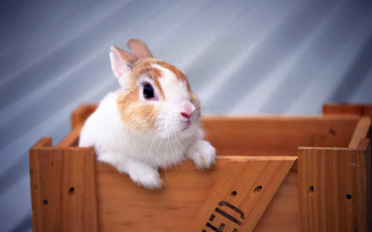 盒子里呆萌的小兔子桌面壁纸