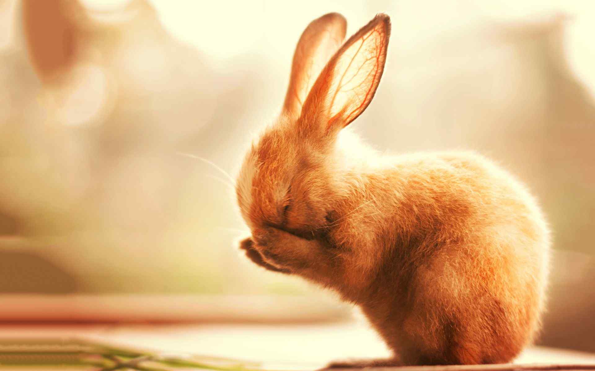呆萌害羞的小兔子桌面壁纸