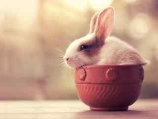 在碗里的可爱兔子桌面壁纸