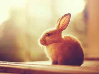 可爱小兔子温暖桌
