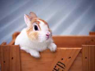 盒子里呆萌的小兔子桌面壁纸
