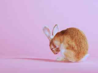 粉色背景下的可爱兔子桌面壁纸