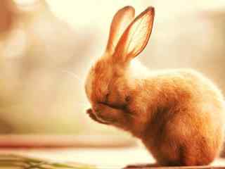 呆萌害羞的小兔子