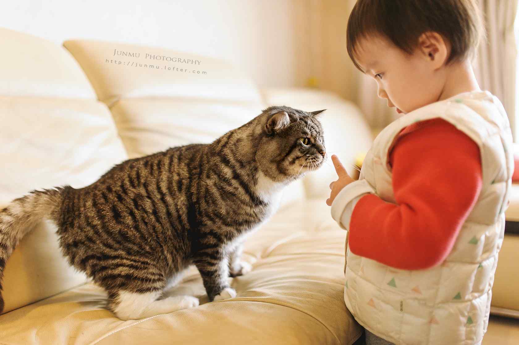 小男孩逗小猫咪玩桌面壁纸