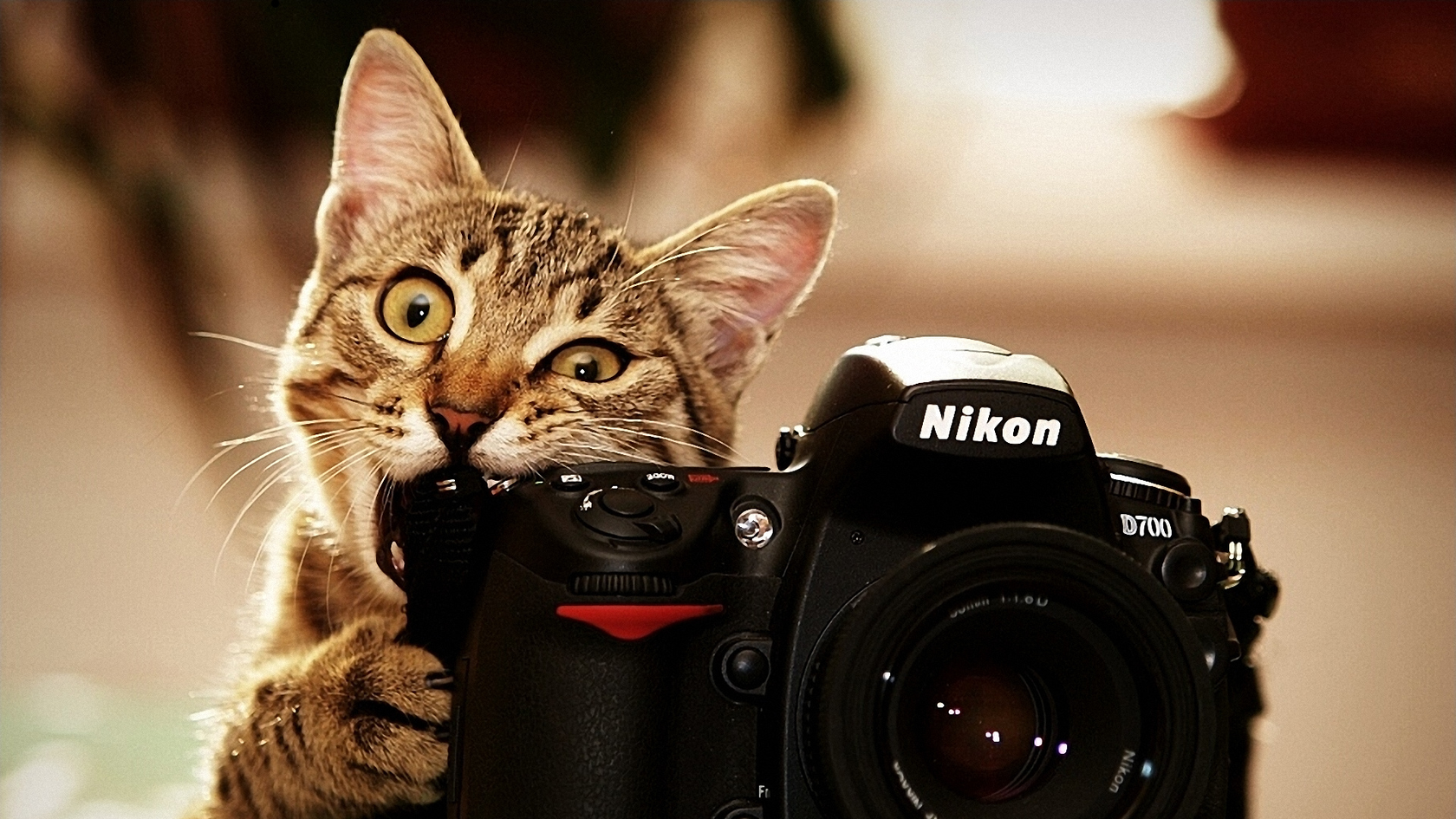 可爱的小猫咪咬着相机桌面壁纸