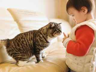小男孩逗小猫咪玩桌面壁纸