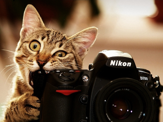 可爱的小猫咪咬着相机桌面壁纸