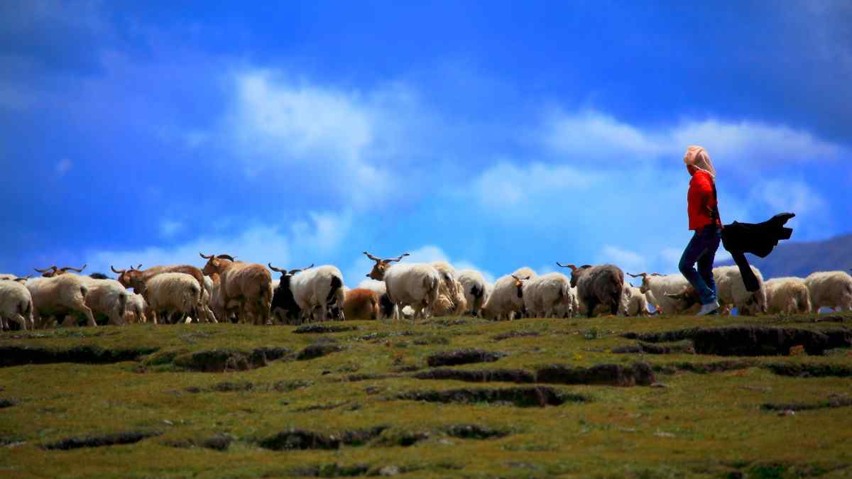 青青草原上的羊群桌面壁纸