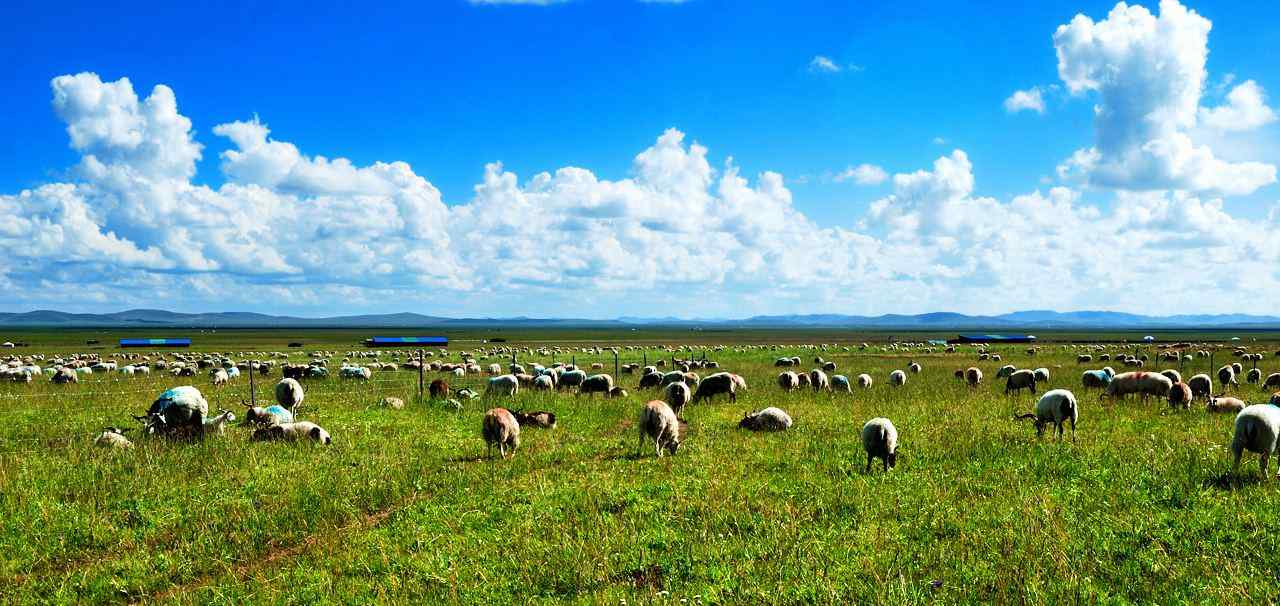 青青草原与可爱羊群图片