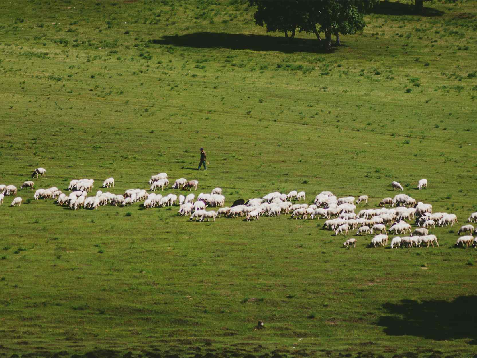 清新绿色草原上的羊群桌面壁纸