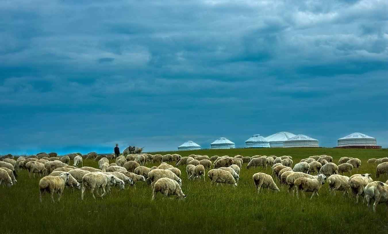 绿色草原上的羊群桌面壁纸