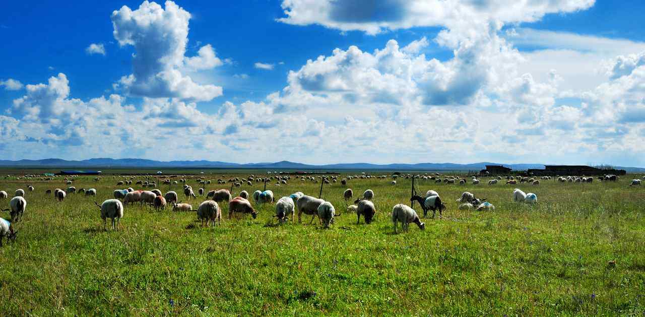 绿色草原上的羊群图片壁纸