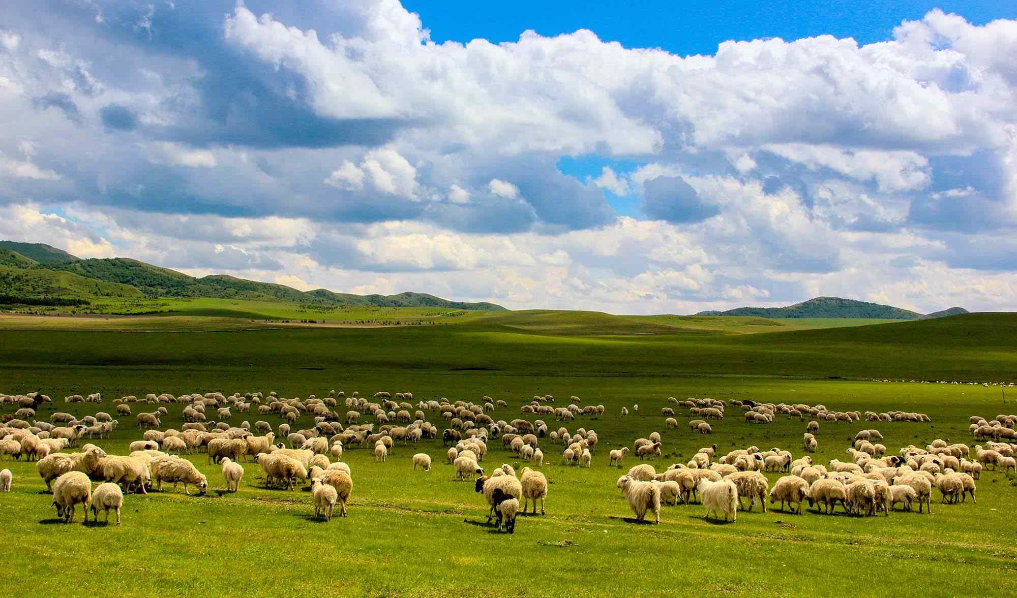 广袤的大草原上的羊群壁纸