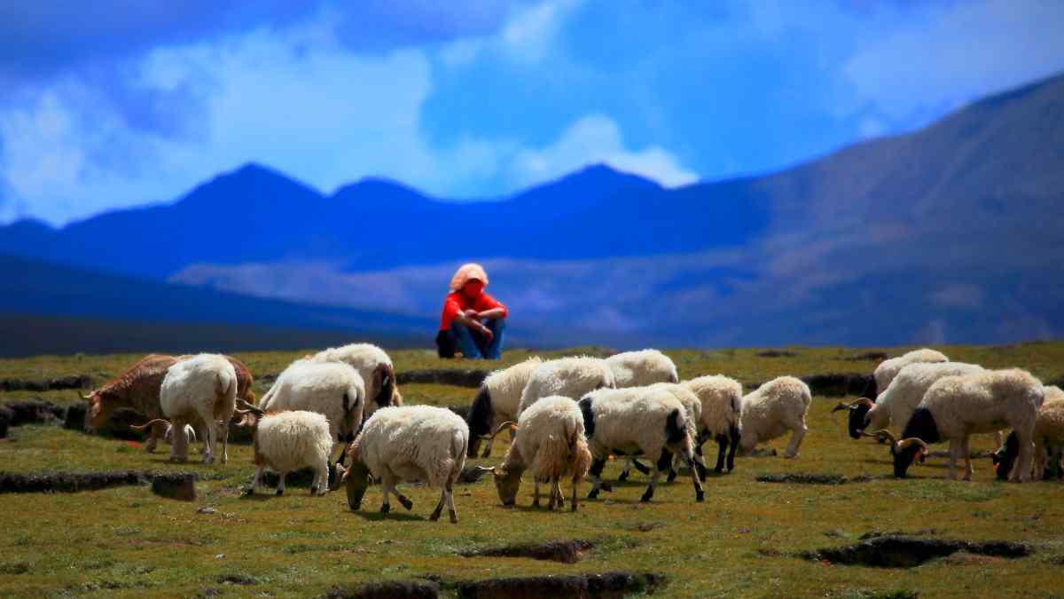 大草原上的羊群图片壁纸