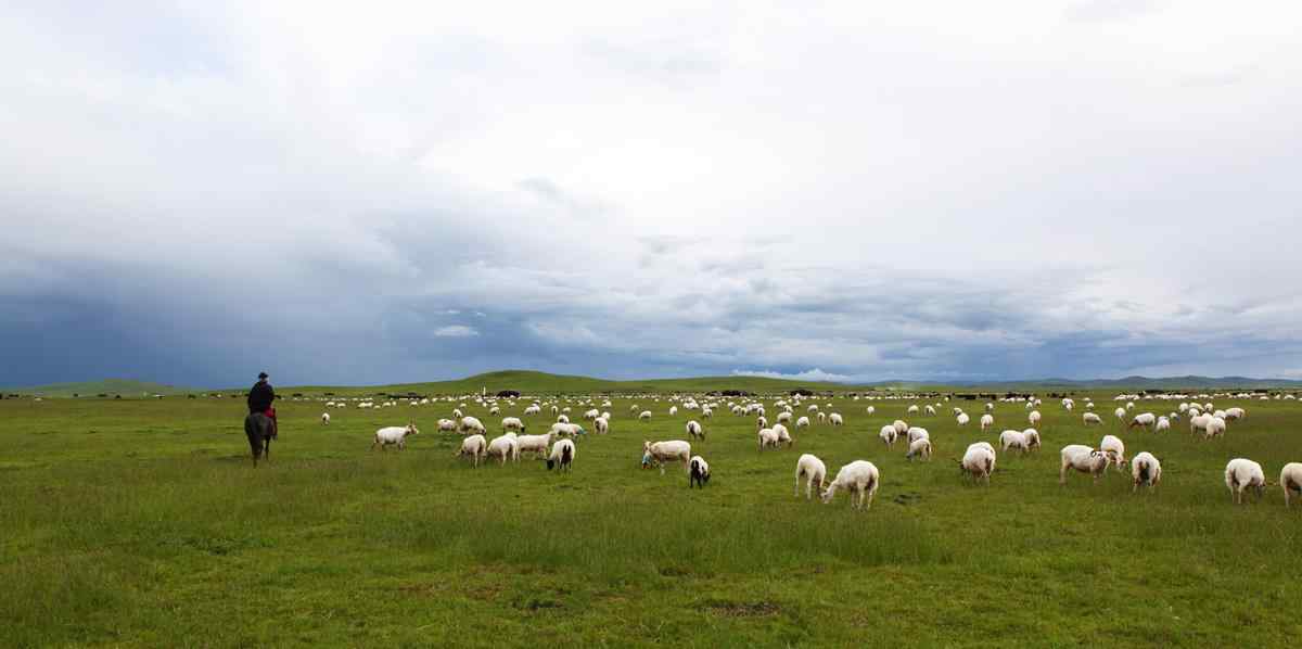 苍茫草原上的羊群图片壁纸