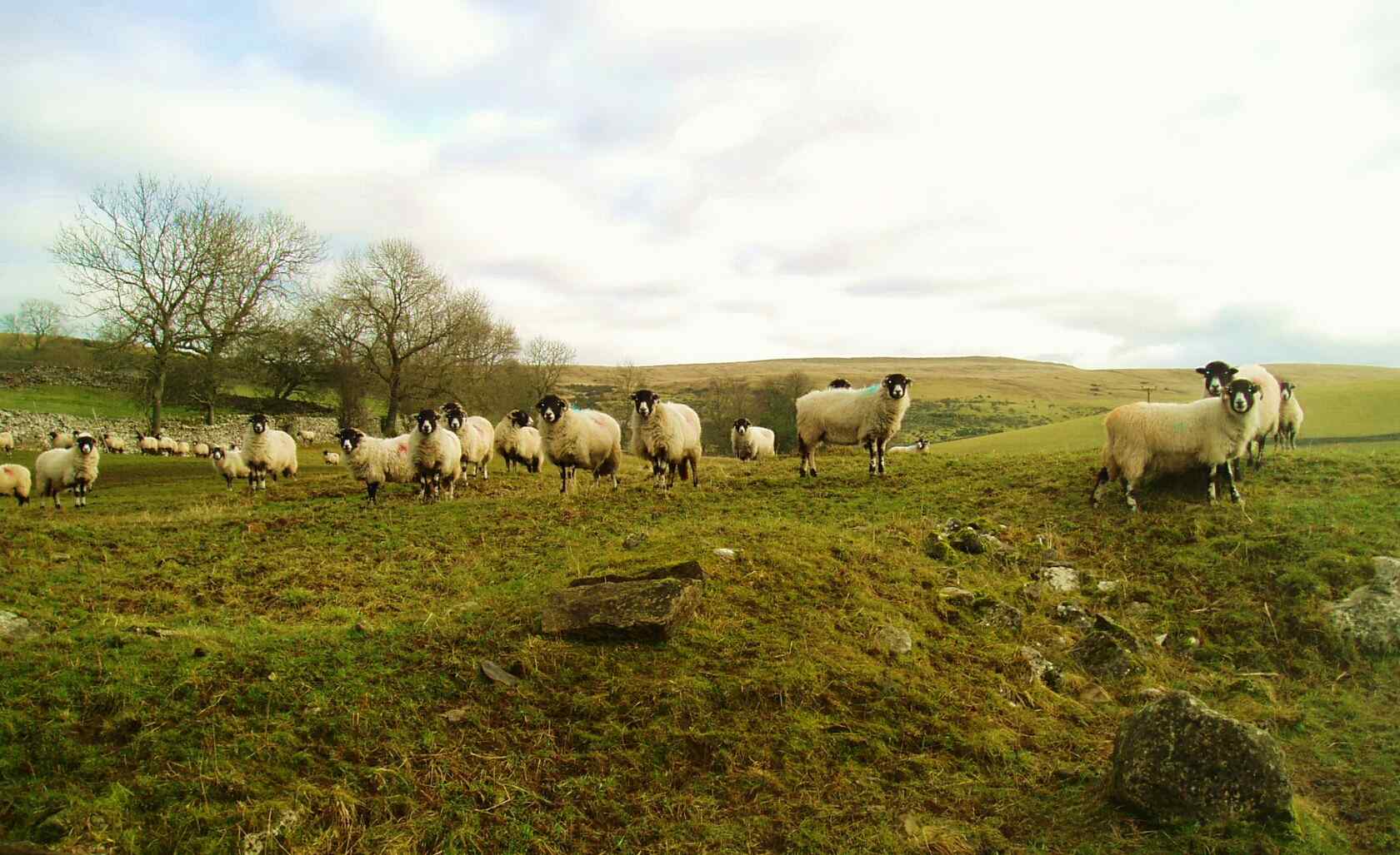 秋日草原上的羊群图片壁纸