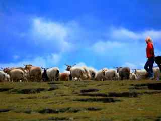 青青草原上的羊群