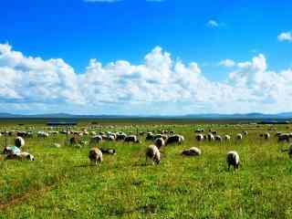青青草原与可爱羊