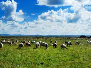 绿色草原上的羊群