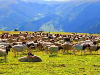 青青草原上的羊群