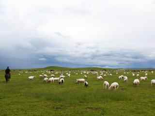 苍茫草原上的羊群