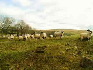 秋日草原上的羊群