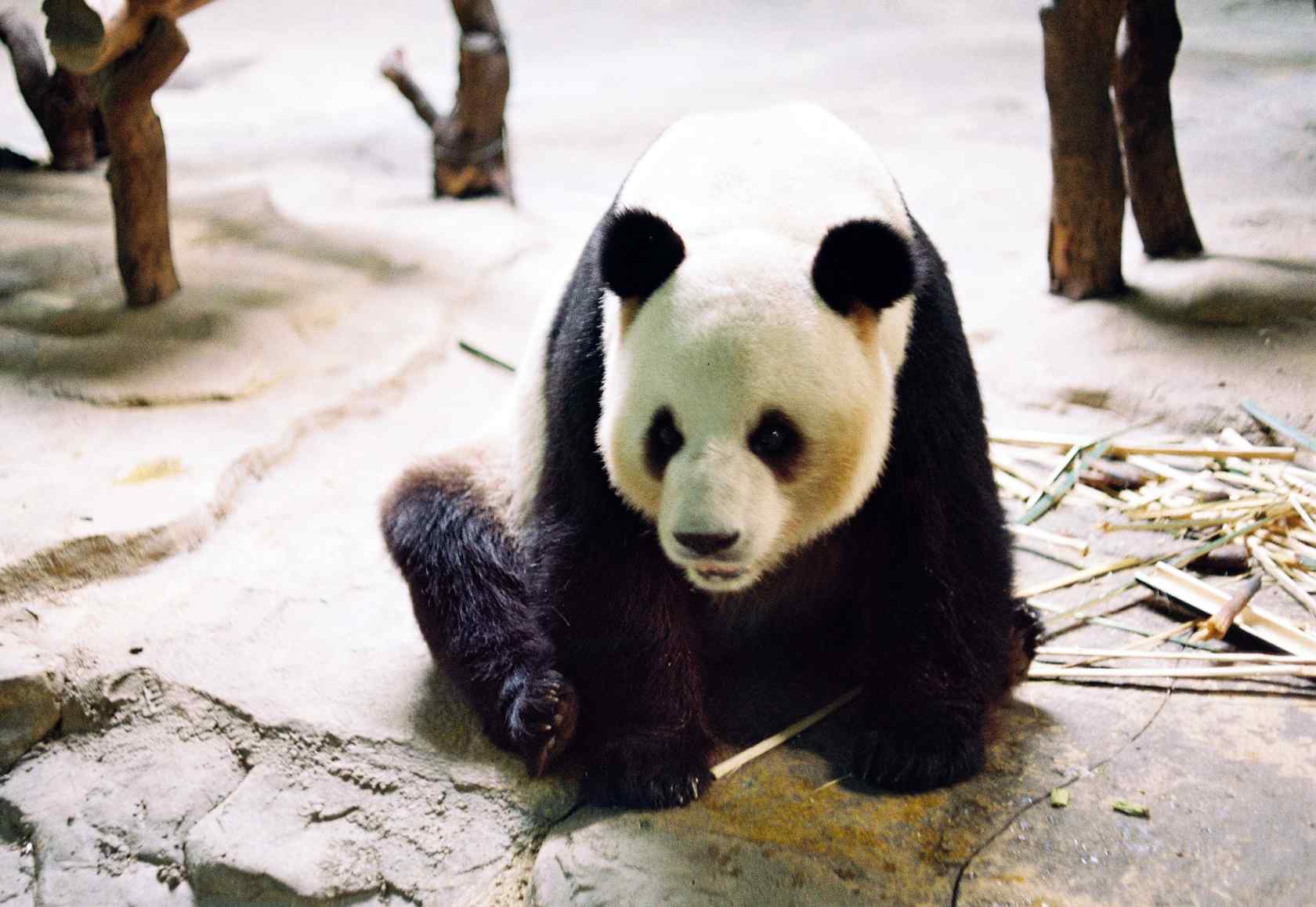 可爱大熊猫高清桌面壁纸