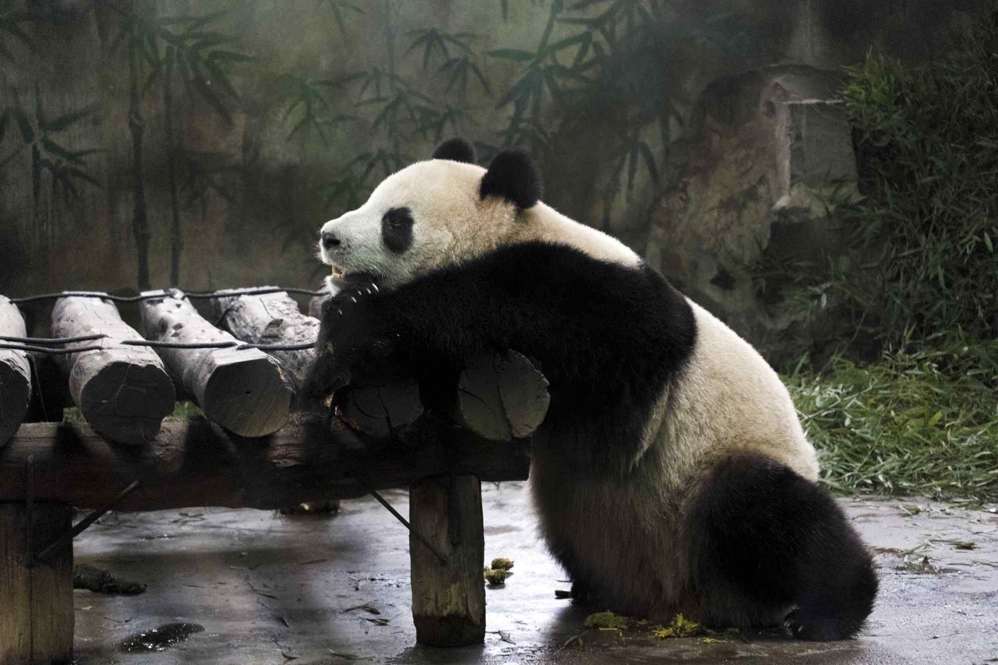 趴着小憩休息的熊猫桌面壁纸