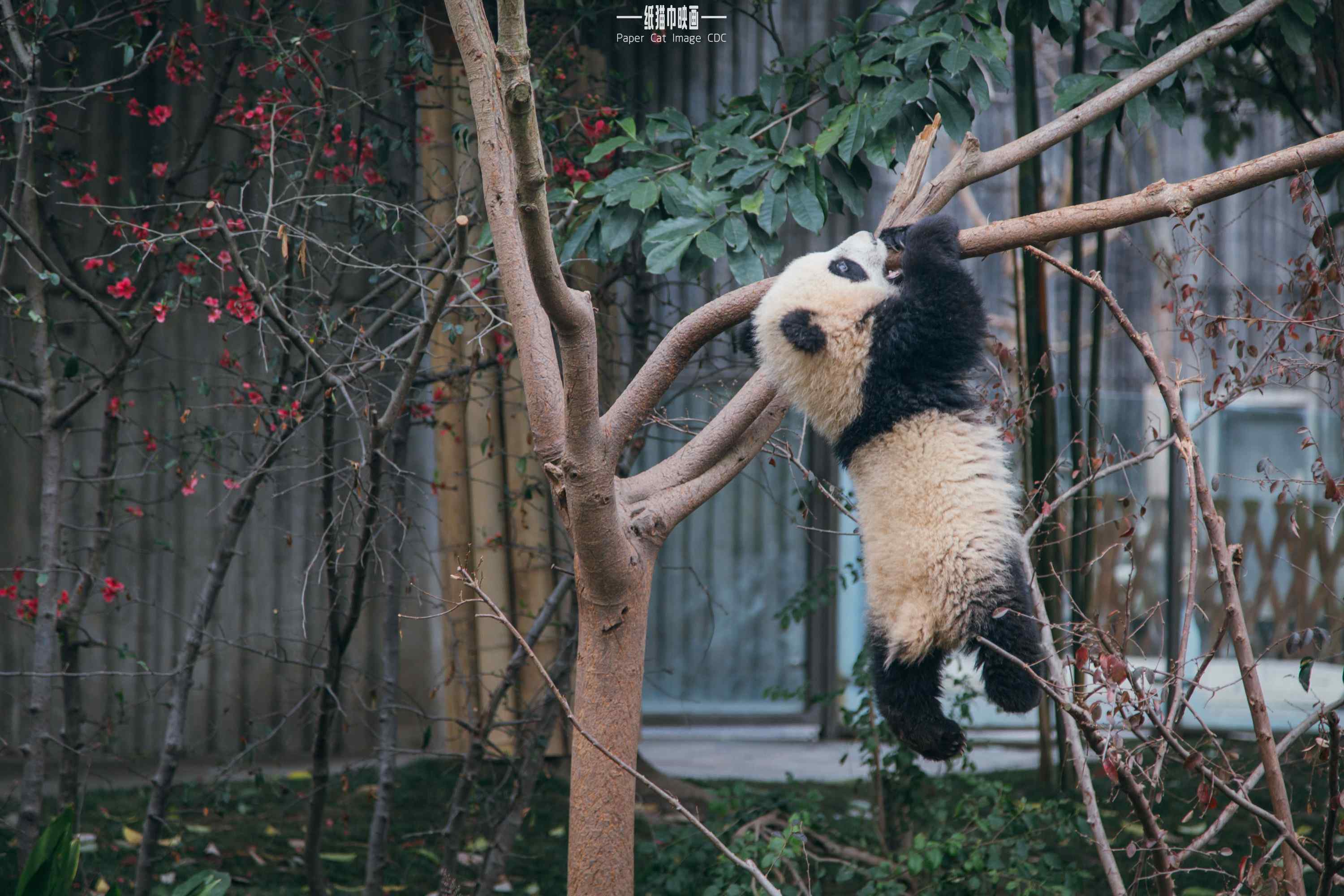 在树上玩耍的大熊猫桌面壁纸