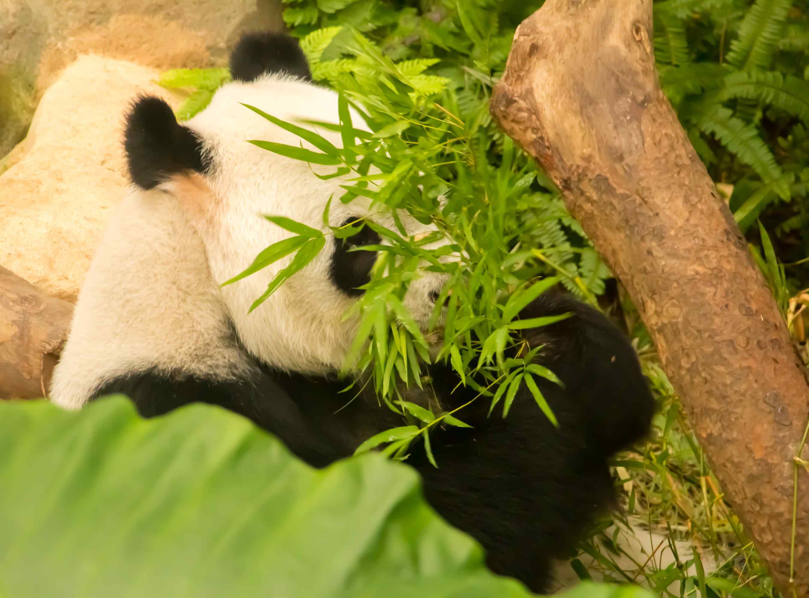 躲在树下面吃竹子熊猫桌面壁纸