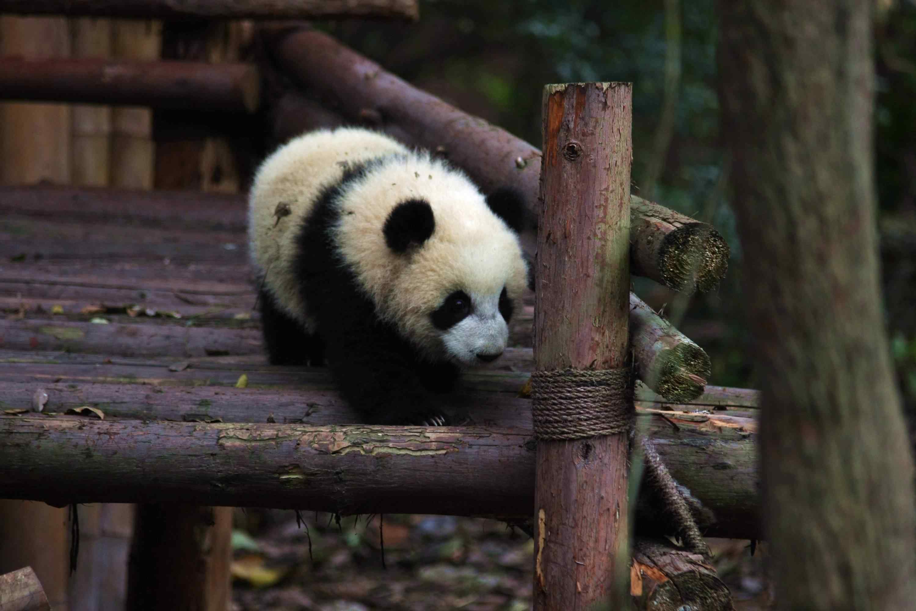 竹桥上玩耍的熊猫桌面壁纸