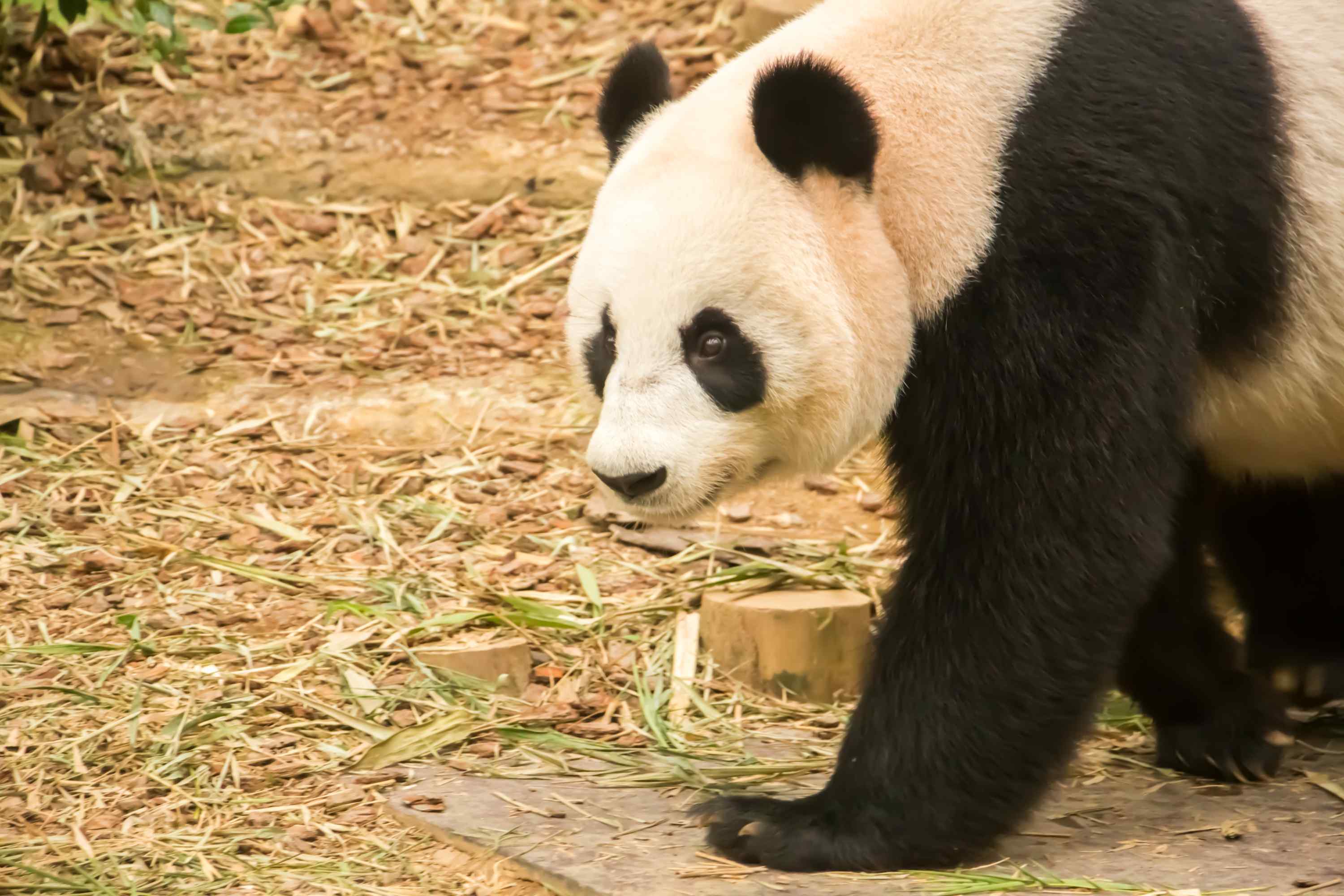 威武雄壮的大熊猫桌面壁纸