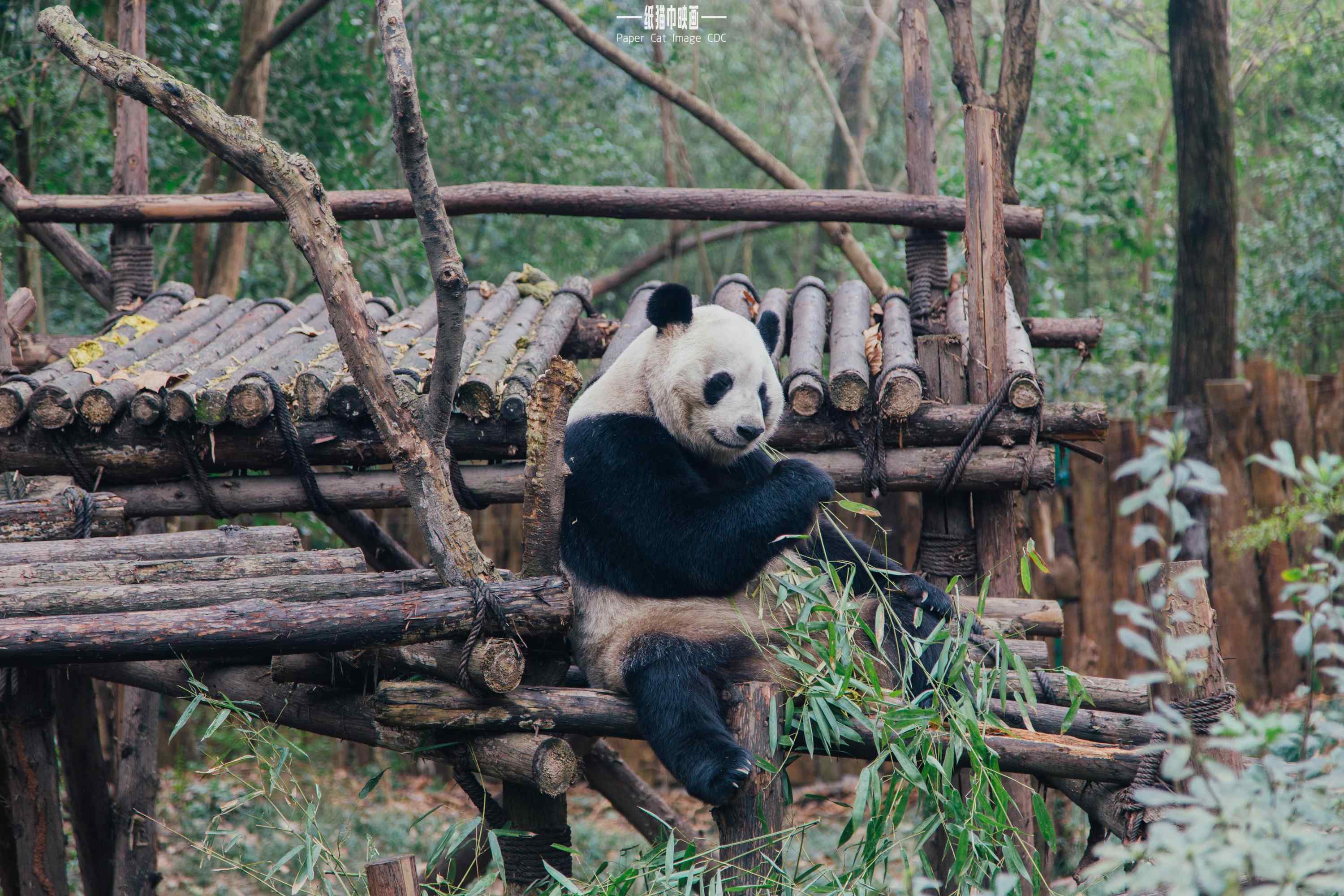 悠闲自在吃竹子的大熊猫桌面壁纸
