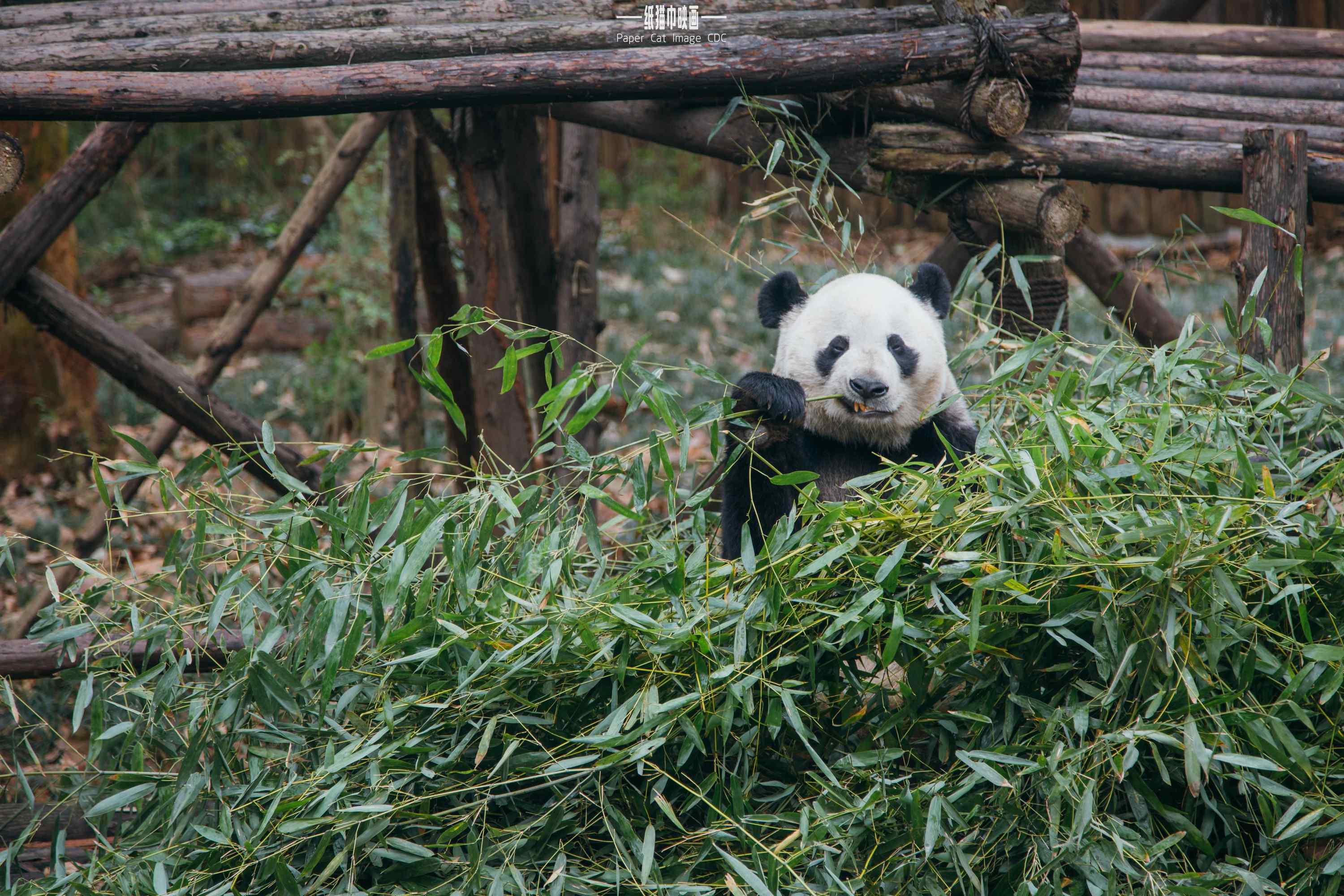 开心吃竹子的熊猫桌面壁纸