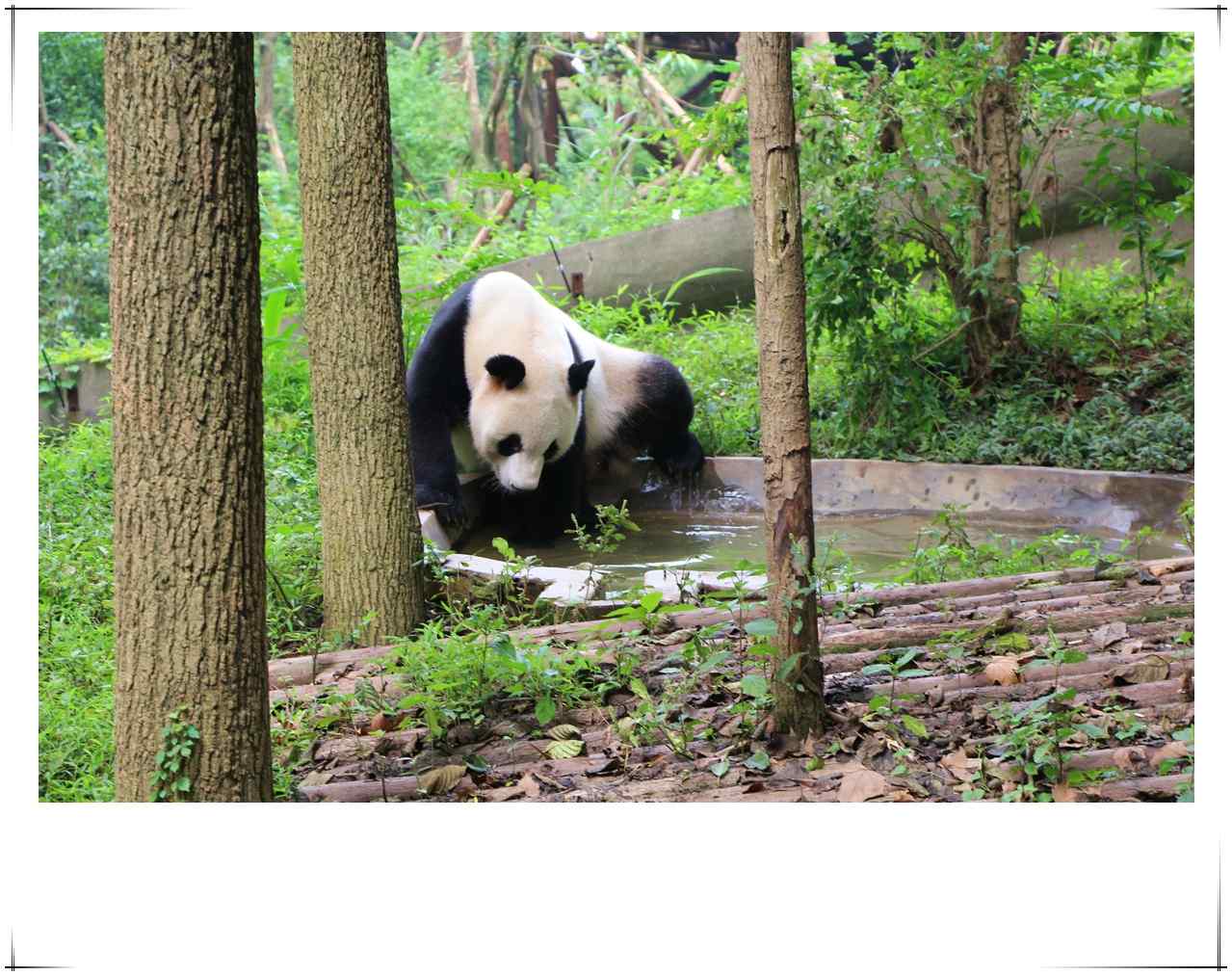 可爱大熊猫水中嬉戏桌面壁纸