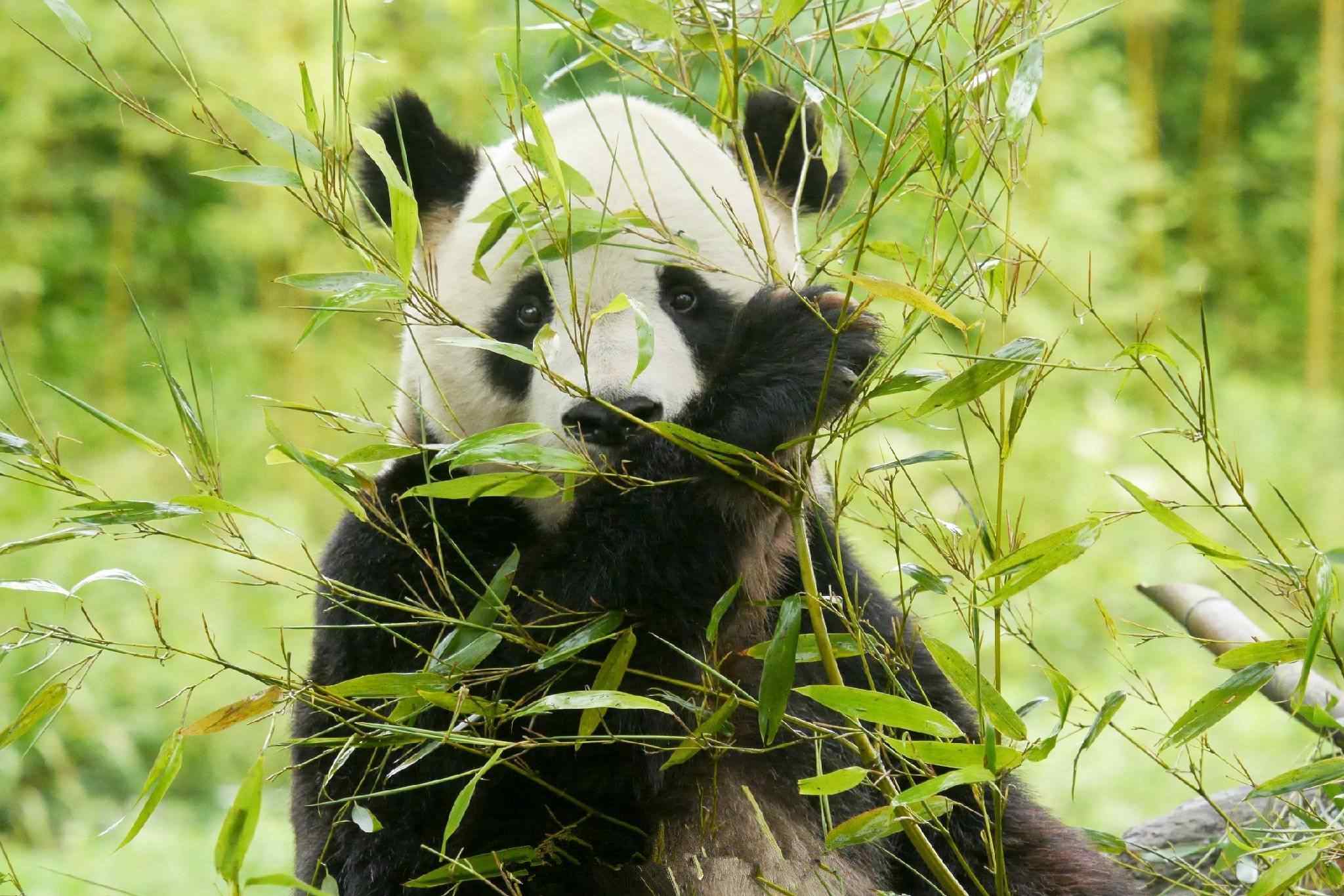 熊猫躲在竹林后面桌面壁纸