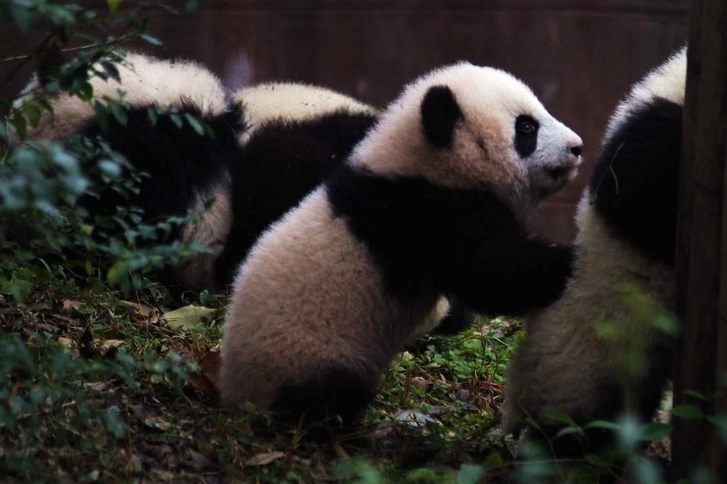 一群可爱的熊猫仔桌面壁纸