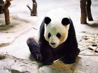 可爱大熊猫高清桌