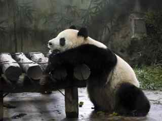 趴着小憩休息的熊猫桌面壁纸