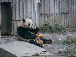 开心吃笋的大熊猫桌面壁纸