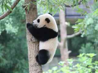 正在爬树的小熊猫桌面壁纸