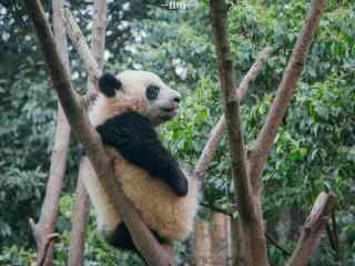 躺在树上休息的大熊猫桌面壁纸