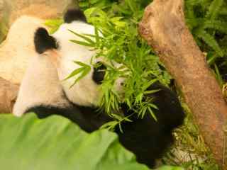 躲在树下面吃竹子熊猫桌面壁纸