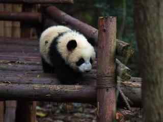 竹桥上玩耍的熊猫