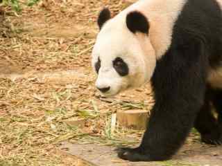 威武雄壮的大熊猫